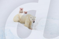 FEATURE - Eisbärmutter mit ihren Jungen auf Baffin Island
