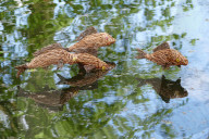 FEATURE - 'Elements of Capability Brown' Ausstellung im Garten der Lacock Abbey in Wiltshire