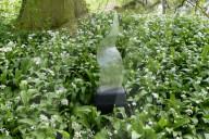 FEATURE - 'Elements of Capability Brown' Ausstellung im Garten der Lacock Abbey in Wiltshire