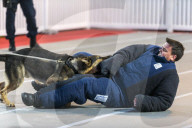 FEATURE - Hundeshow in Melbourne