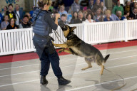 FEATURE - Hundeshow in Melbourne