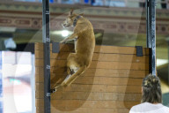 FEATURE - Hundeshow in Melbourne