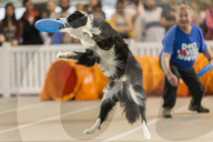FEATURE - Hundeshow in Melbourne