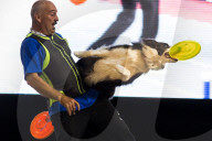 FEATURE - Hundeshow in Melbourne