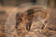FEATURE - Kleine Wildschweine im Chester Zoo