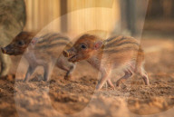 FEATURE - Kleine Wildschweine im Chester Zoo