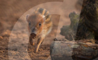 FEATURE - Kleine Wildschweine im Chester Zoo