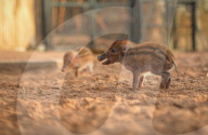 FEATURE - Kleine Wildschweine im Chester Zoo
