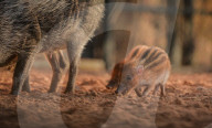 FEATURE - Kleine Wildschweine im Chester Zoo