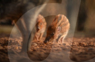 FEATURE - Kleine Wildschweine im Chester Zoo