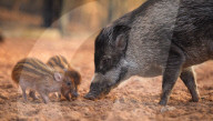 FEATURE - Kleine Wildschweine im Chester Zoo