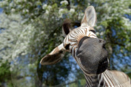 FEATURE - Diese Zebras sind gar nicht kamerascheu