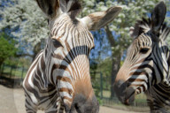 FEATURE - Diese Zebras sind gar nicht kamerascheu