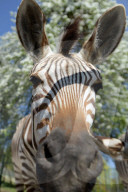 FEATURE - Diese Zebras sind gar nicht kamerascheu
