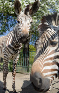 FEATURE - Diese Zebras sind gar nicht kamerascheu