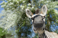 FEATURE - Diese Zebras sind gar nicht kamerascheu