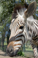 FEATURE - Diese Zebras sind gar nicht kamerascheu