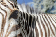FEATURE - Diese Zebras sind gar nicht kamerascheu