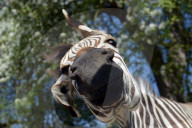 FEATURE - Diese Zebras sind gar nicht kamerascheu