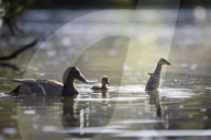 FEATURE - Alles kleine Enten
