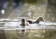 FEATURE - Alles kleine Enten