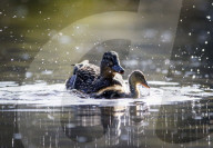 FEATURE - Alles kleine Enten