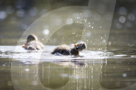 FEATURE - Alles kleine Enten