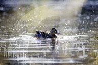 FEATURE - Alles kleine Enten