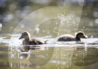FEATURE - Alles kleine Enten