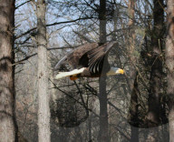 FEATURE - Adler gerettet und in der Wildnis wieder befreit