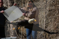 FEATURE - Adler gerettet und in der Wildnis wieder befreit