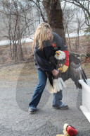 FEATURE - Adler gerettet und in der Wildnis wieder befreit