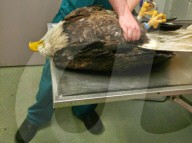 FEATURE - Adler gerettet und in der Wildnis wieder befreit