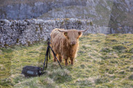 FEATURE - Neugierige Kühe in North Yorks. in Grossbritannien 