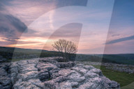 FEATURE - Neugierige Kühe in North Yorks. in Grossbritannien 