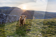FEATURE - Neugierige Kühe in North Yorks. in Grossbritannien 