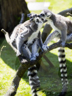 FEATURE - Knuffig diese Lemuren Familie
