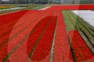 FEATURE - Tulpenblühen in den Niederlanden