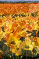FEATURE - Tulpenblühen in den Niederlanden