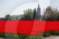 FEATURE - Tulpenblühen in den Niederlanden