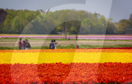 FEATURE - Tulpenblühen in den Niederlanden