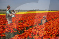 FEATURE - Tulpenblühen in den Niederlanden