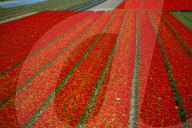 FEATURE - Tulpenblühen in den Niederlanden