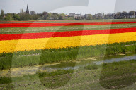 FEATURE - Tulpenblühen in den Niederlanden