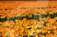 FEATURE - Tulpenblühen in den Niederlanden