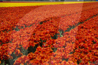 FEATURE - Tulpenblühen in den Niederlanden