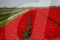 FEATURE - Tulpenblühen in den Niederlanden