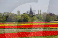 FEATURE - Tulpenblühen in den Niederlanden