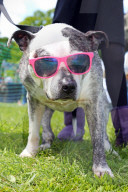 FEATURE - 'Great Hampstead Bark Off Dog Show' 2016 in London