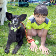 FEATURE - 'Great Hampstead Bark Off Dog Show' 2016 in London